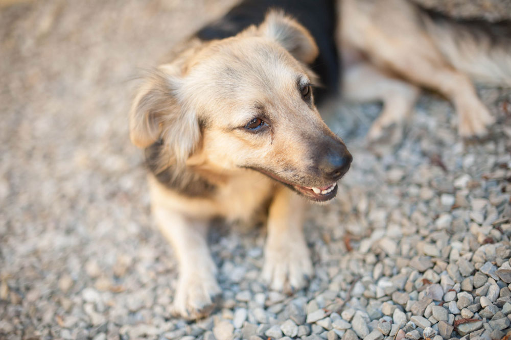 Agriturismo Con Cane Toscana Animali Ammessi Podere Il